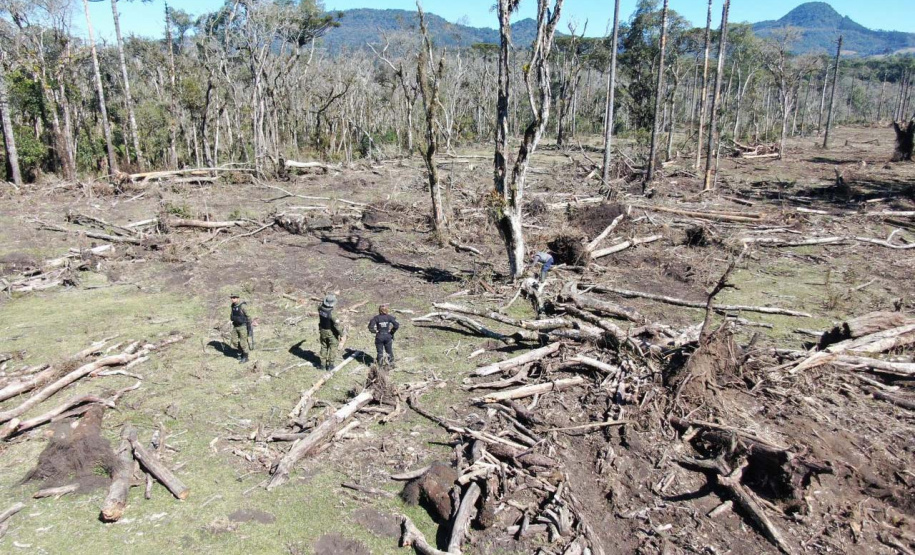Polícias do Paraná prendem homem por desmatar 106 hectares de floresta em Rio Azul