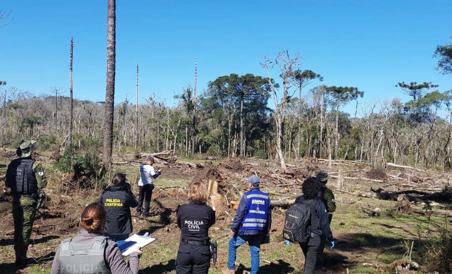 Polícias do Paraná prendem homem por desmatar 106 hectares de floresta em Rio Azul
