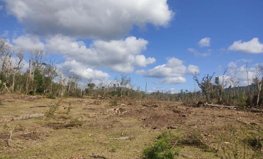 Polícias do Paraná prendem homem por desmatar 106 hectares de floresta em Rio Azul
