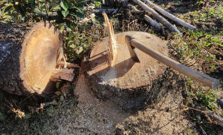 Polícias do Paraná prendem homem por desmatar 106 hectares de floresta em Rio Azul