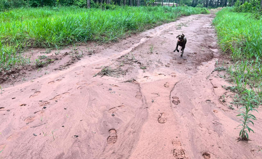 CBMPR realiza 2ª Certificação Nacional de Cães de Busca e Resgate em Cianorte