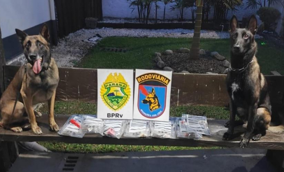PMPR apreende drogas durante fiscalização em evento em Morretes