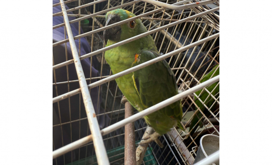PCPR, PMPR e IAT resgatam 36 aves silvestres durante operação em Paraíso do Norte