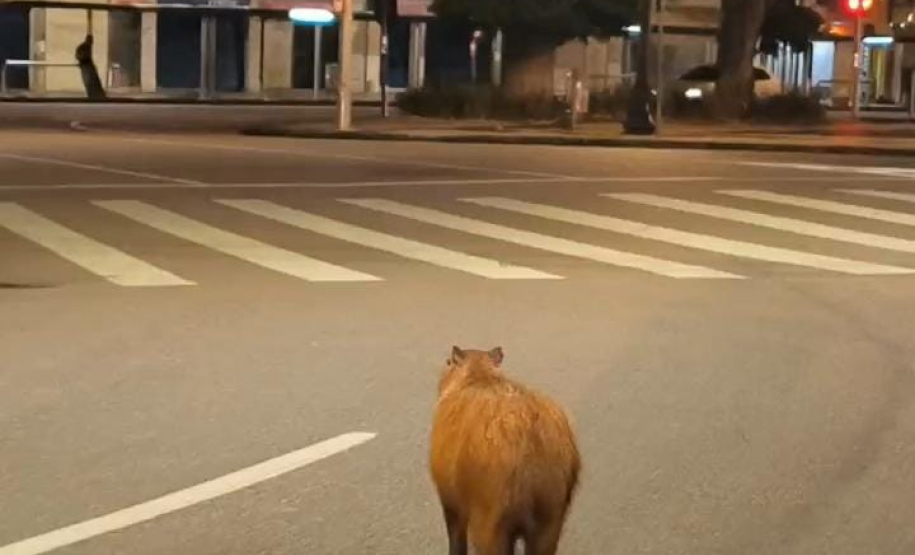 PMPR e Corpo de Bombeiros resgatam capivara em área central de Curitiba
