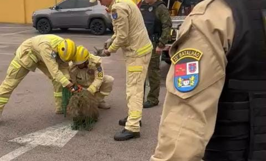 PMPR e Corpo de Bombeiros resgatam capivara em área central de Curitiba