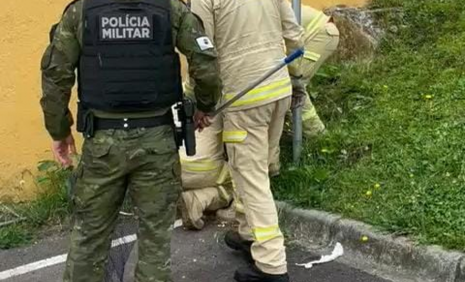 PMPR e Corpo de Bombeiros resgatam capivara em área central de Curitiba