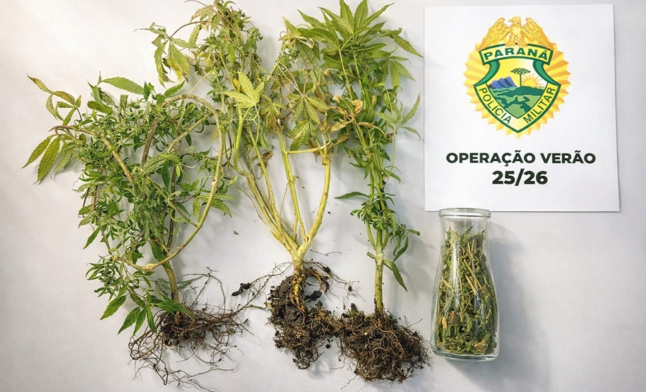 PMPR apreende plantas de maconha e prende responsável por cultivo ilegal na Ilha do Mel