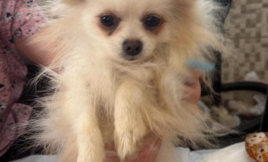 PCPR e PCIPR resgatam 50 cães em situação de maus-tratos em Piraquara