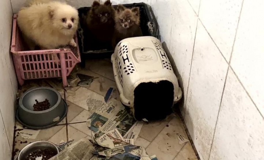 PCPR e PCIPR resgatam 50 cães em situação de maus-tratos em Piraquara