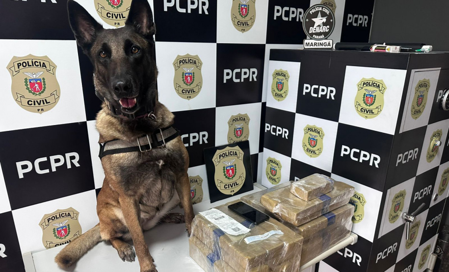 PMPR e PCPR apreendem quase 150 toneladas de drogas com apoio de cães em 2025