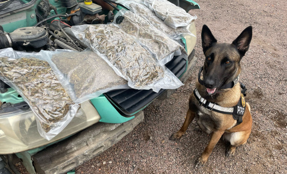 PMPR e PCPR apreendem quase 150 toneladas de drogas com apoio de cães em 2025