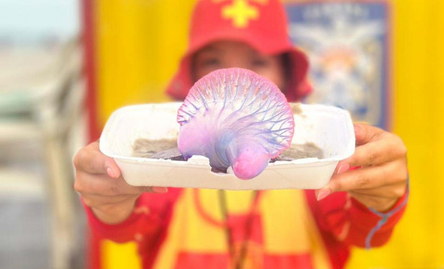 Bombeiros orientam como prevenir e o que fazer em caso de queimaduras por água-viva