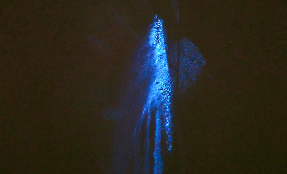 Luminol reforça atuação da Polícia Científica na identificação de vestígios ocultos