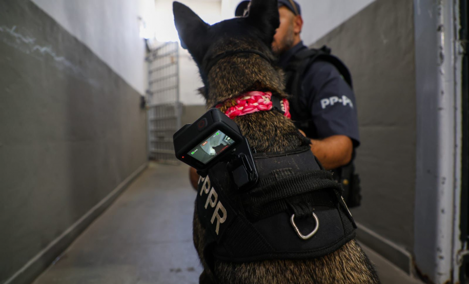 Cães da Polícia Penal reforçam segurança no Litoral durante o Verão Maior Paraná