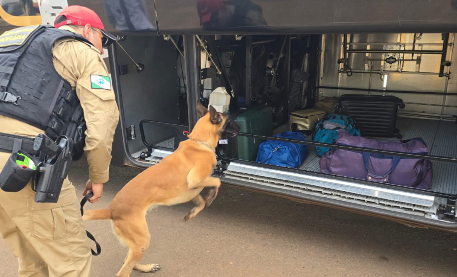 PMPR e PCPR apreendem quase 150 toneladas de drogas com apoio de cães em 2025