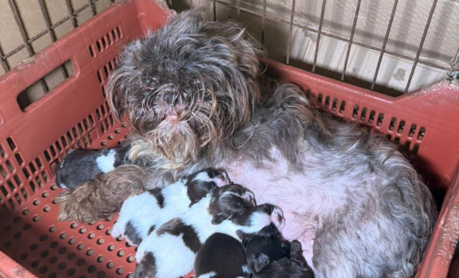 PCPR prende mulher em flagrante e resgata 80 animais em situação de maus-tratos em Curitiba