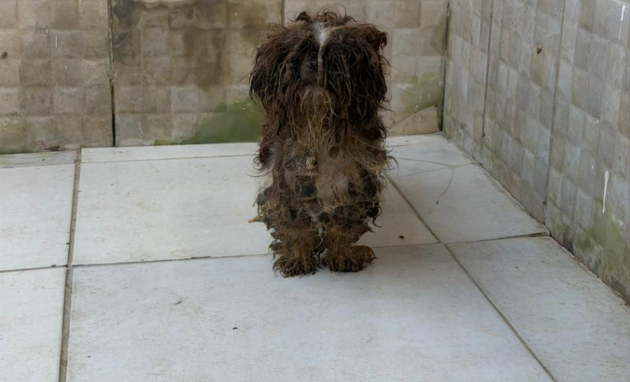 PCPR prende mulher em flagrante e resgata 80 animais em situação de maus-tratos em Curitiba