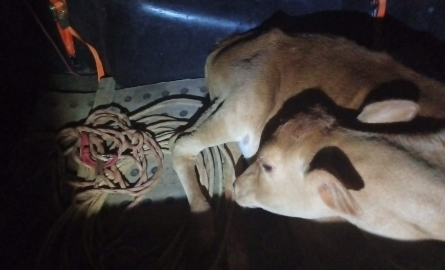 PMPR detém quatro pessoas por suspeita de abigeato e maus-tratos a animal em Apucarana