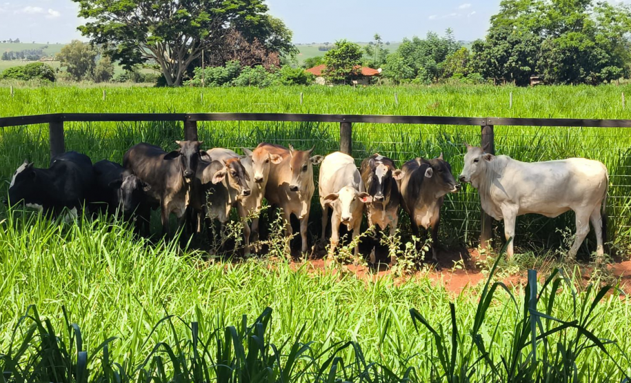 PMPR recupera 10 cabeças de gado furtadas e detém cinco suspeitos no Noroeste do Estado