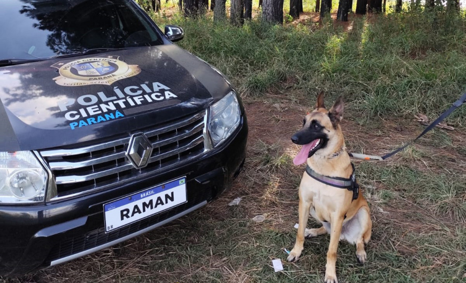 "Cão perito" do Paraná é um dos únicos especialistas em detecção de vestígios de sangue latente no Brasil