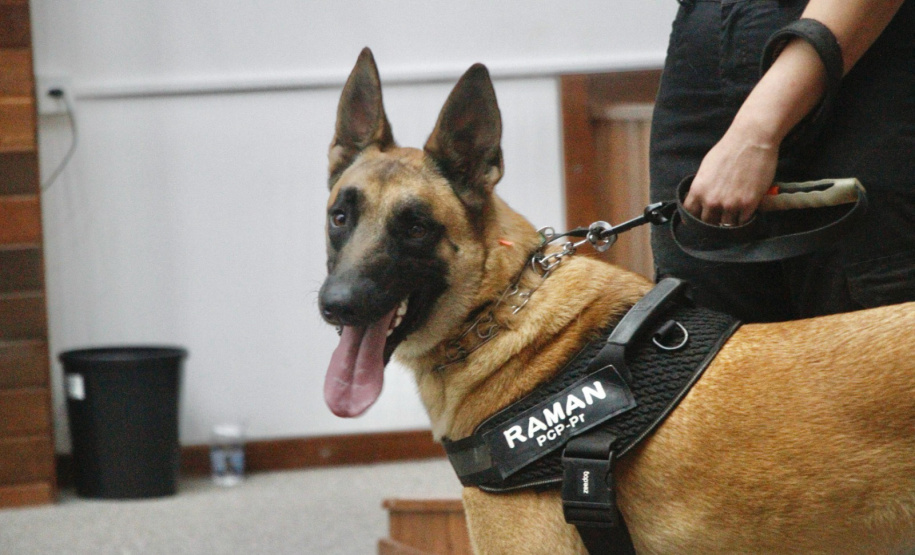 "Cão perito" do Paraná é um dos únicos especialistas em detecção de vestígios de sangue latente no Brasil