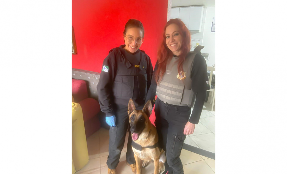 "Cão perito" do Paraná é um dos únicos especialistas em detecção de vestígios de sangue latente no Brasil