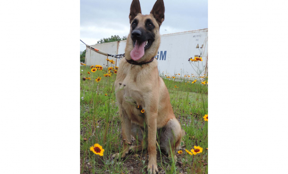 "Cão perito" do Paraná é um dos únicos especialistas em detecção de vestígios de sangue latente no Brasil