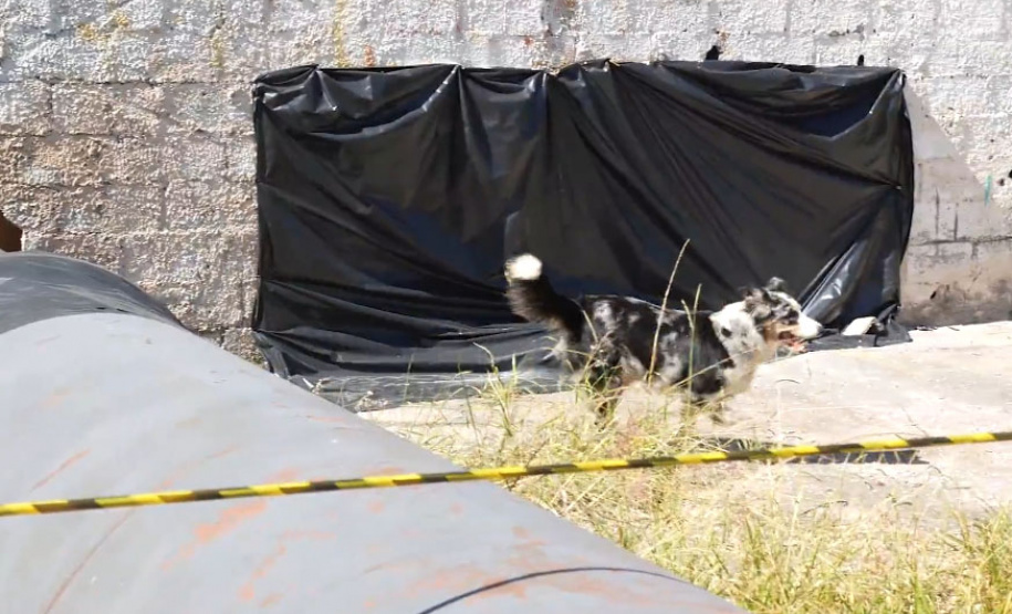 Treinamento reforça papel estratégico dos cães de busca dos bombeiros em resgates