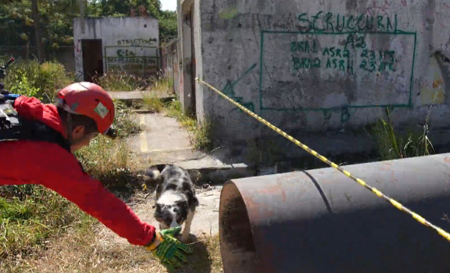 Treinamento reforça papel estratégico dos cães de busca dos bombeiros em resgates