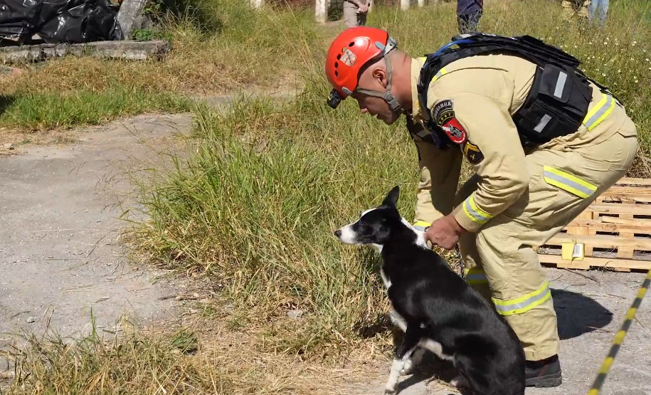 Treinamento reforça papel estratégico dos cães de busca dos bombeiros em resgates