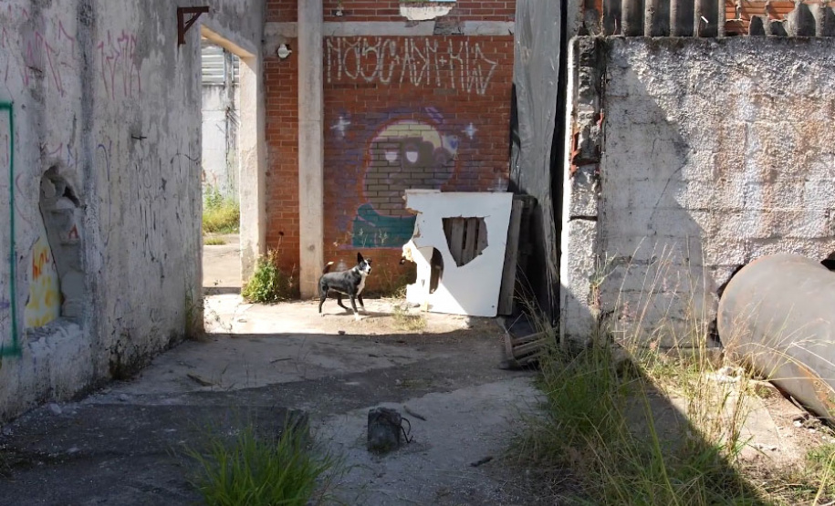 Treinamento reforça papel estratégico dos cães de busca dos bombeiros em resgates