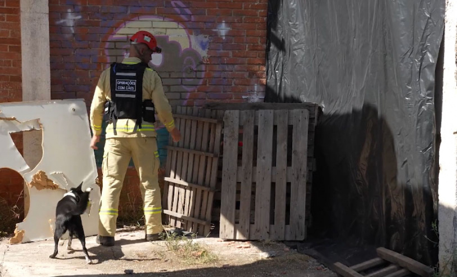 Treinamento reforça papel estratégico dos cães de busca dos bombeiros em resgates