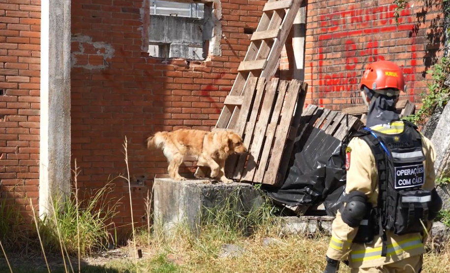 Treinamento reforça papel estratégico dos cães de busca dos bombeiros em resgates