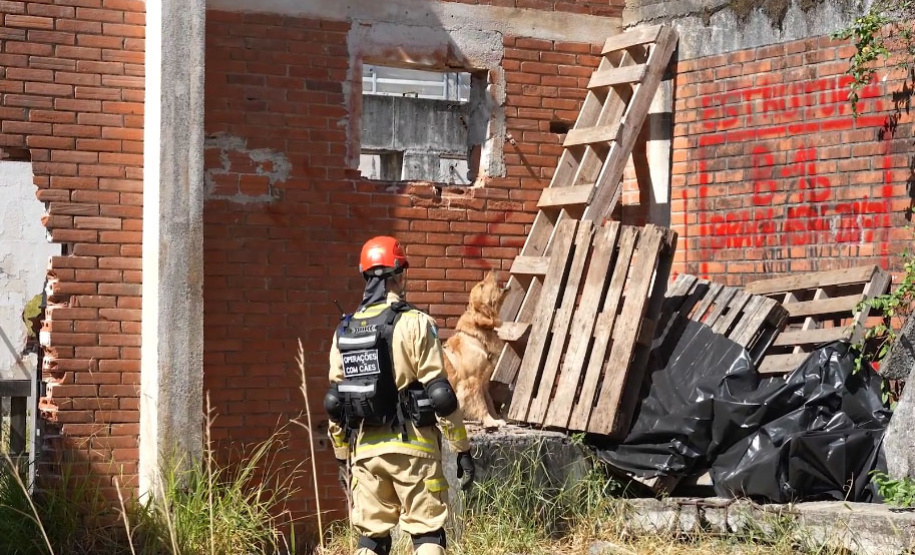 Treinamento reforça papel estratégico dos cães de busca dos bombeiros em resgates
