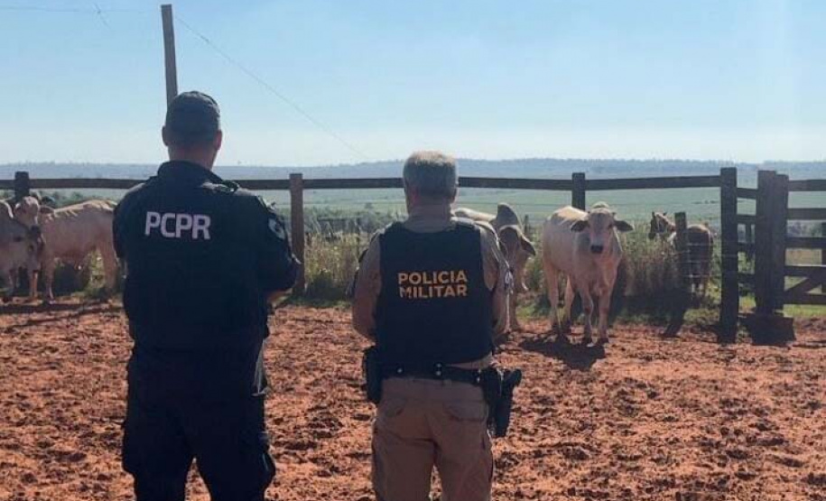 PCPR e PMPR recuperam bovinos que haviam sido furtados em Alto Paraíso