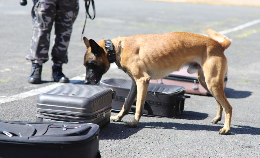 PMPR forma novos policiais especializados no uso de cães e reforça atuação no combate ao crime no Estado