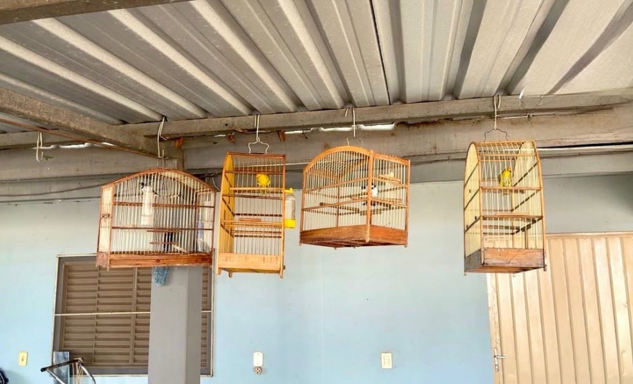 PMPR autua responsável por manter aves silvestres em cativeiro em Medianeira