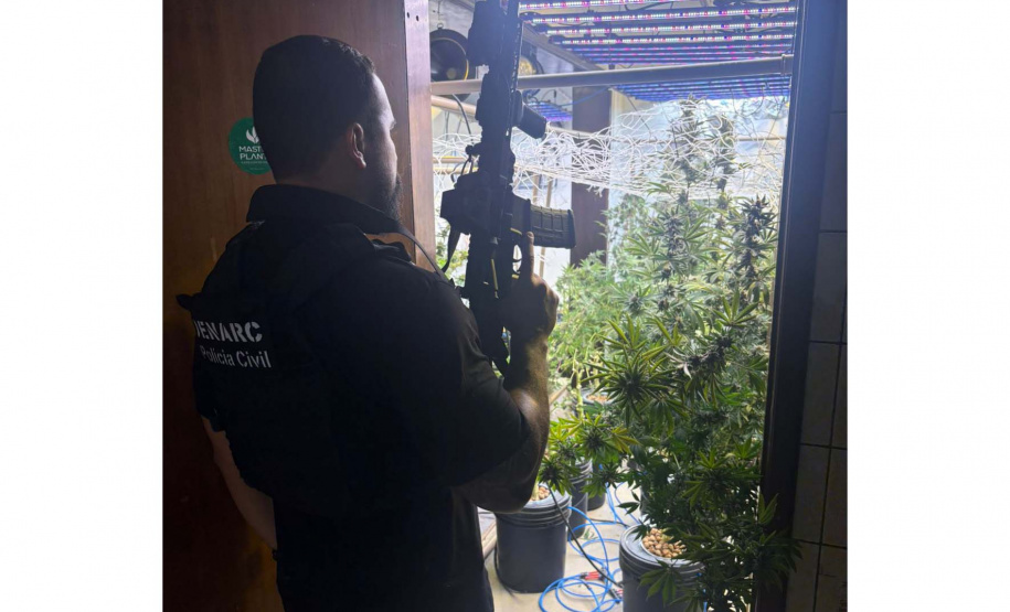PCPR localiza laboratório de cultivo de maconha em Curitiba e prende três pessoas