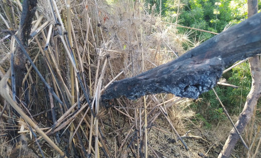 PMPR utiliza imagens de satélite e identifica desmatamento ilegal na Lapa