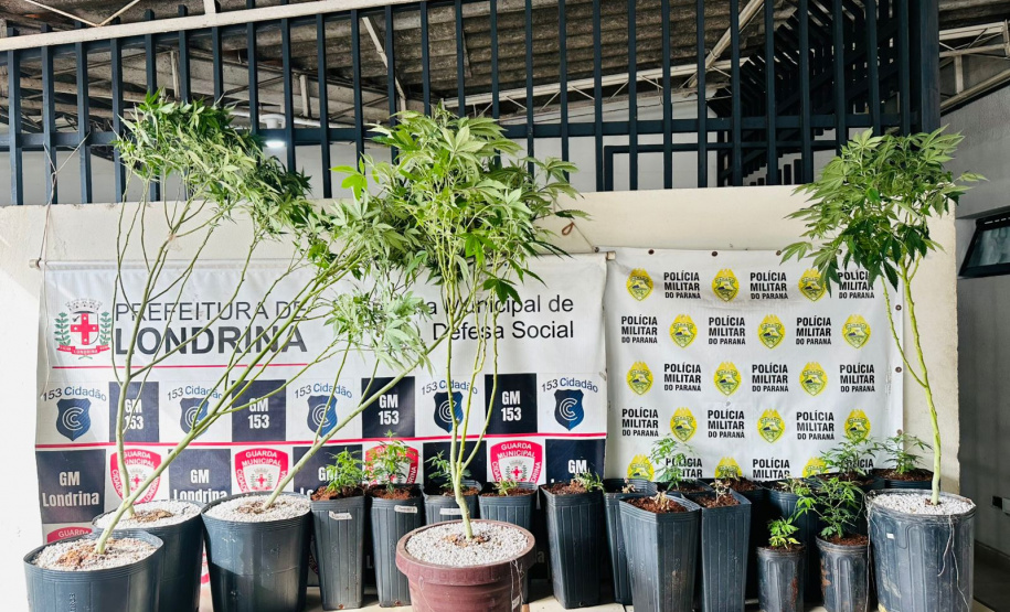 PMPR apreende plantas de maconha e balanças após denúncias em Londrina