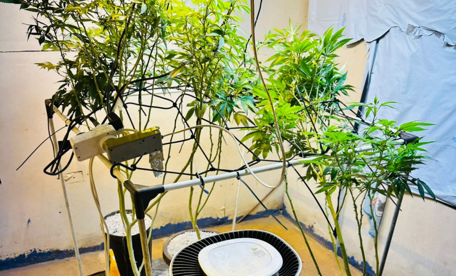 PMPR apreende plantas de maconha e balanças após denúncias em Londrina