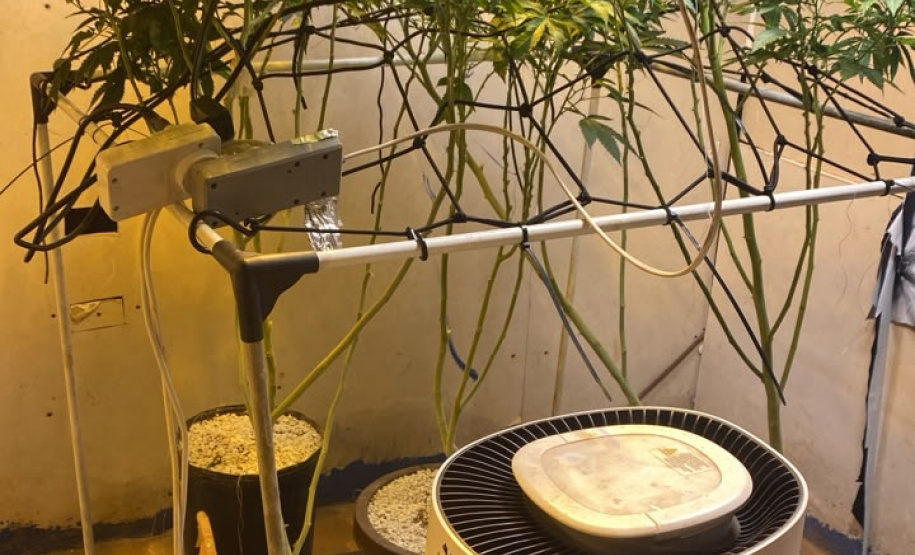 PMPR apreende plantas de maconha e balanças após denúncias em Londrina