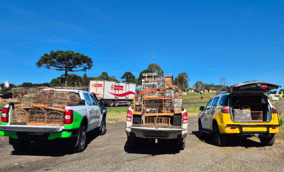 PMPR e IAT apreendem 95 aves e aplicam mais de R$ 400 mil em multas em Guarapuava