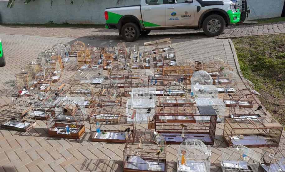PMPR e IAT apreendem 95 aves e aplicam mais de R$ 400 mil em multas em Guarapuava