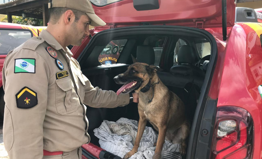 Equipe enviada a Brumadinho inclui cão certificado em buscas -