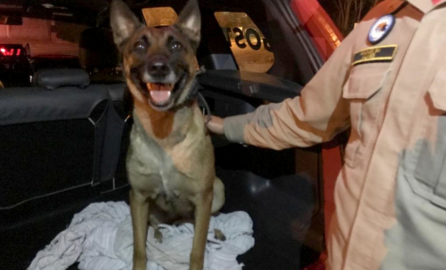 Equipe enviada a Brumadinho inclui cão certificado em buscas -