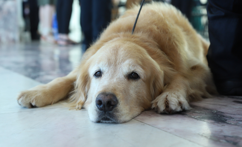 O governador Carlos Massa Ratinho Junior entregou nesta segunda-feira (1º) medalhas de mérito às equipes do Corpo de Bombeiros, Polícia Militar, Polícia Científica e Defesa Civil que ajudaram nas operações de busca e salvamento em Brumadinho, Minas Gerais. - Curitiba, 01-04-19.  -  Foto: Rodrigo Félix Leal/ANPr
