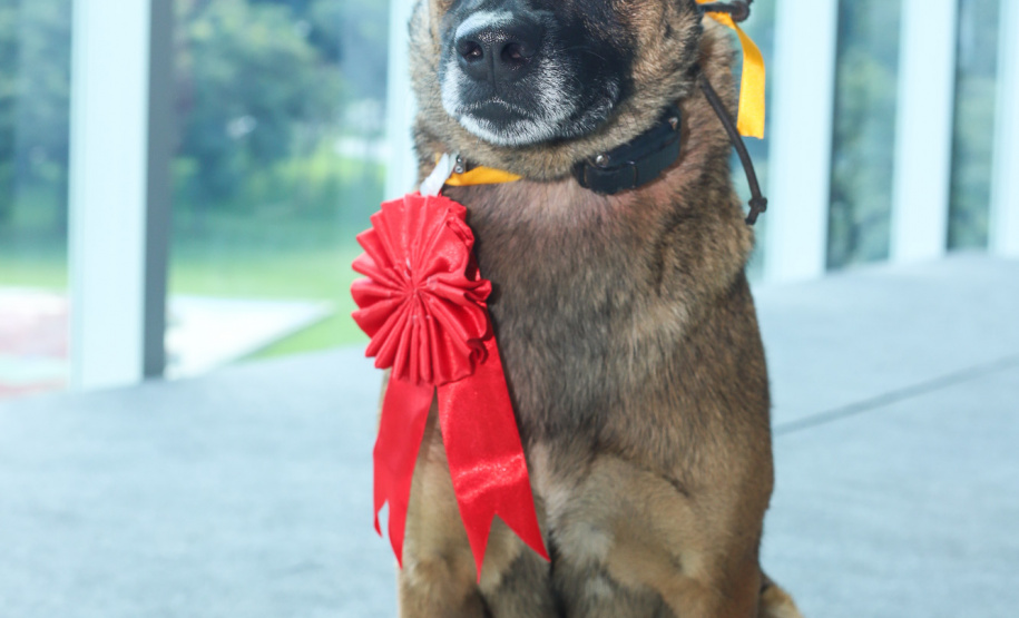 O governador Carlos Massa Ratinho Junior entregou nesta segunda-feira (1º) medalhas de mérito às equipes do Corpo de Bombeiros, Polícia Militar, Polícia Científica e Defesa Civil que ajudaram nas operações de busca e salvamento em Brumadinho, Minas Gerais. - Curitiba, 01-04-19.  -  Foto: Rodrigo Félix Leal/ANPr