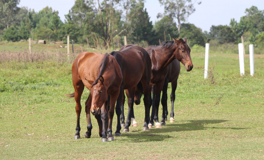 Pinhais, 05 de Abril de 2019. Inauguração Haras Palmital.