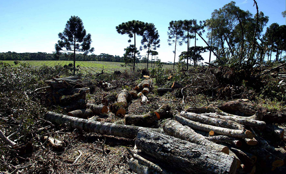 Desmatamento de Pinheiros, Embuia e arvores nativas, a 120 km de Curitiba no município de Piên, tecnicos do Instituto Ambiental do Paraná, IAP e Polícia Florestal, multaram econfiscaram toda a madeira derrubada, as multas chegaram a 80 mil reais, o total da área desmatada é de 12 ectares divididos em cinco propriedades, foram 86 pinheiros, 406 ávores nativas, 154 metros de lenha estaleirado e 17 toras de pinheiros estaleirados, Piên-Pr 27,07,2005>Foto Denis Ferreira Netto.